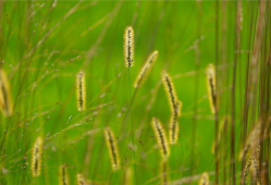 草视频,揭秘短视频时代的魅力与挑战